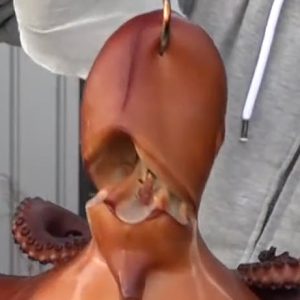 Осьминог маринованный подкопчённый в фирменном соусе (капюшон)  / 250гр.